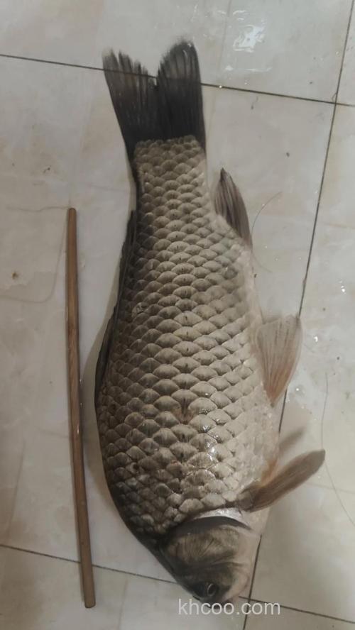 夜钓大鲫鱼用爆香鲫好还是用玉米好？