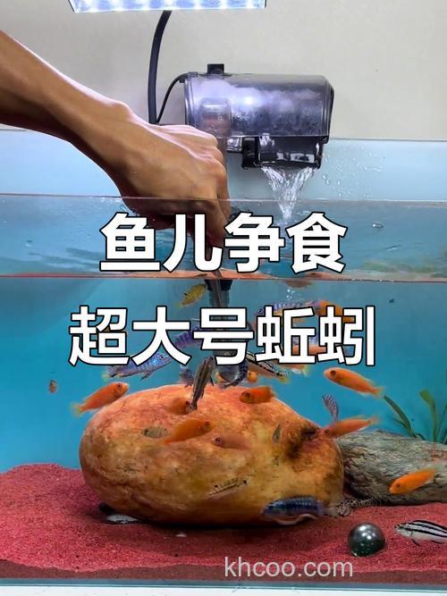 鱼吃蚯蚓吗？？？？？