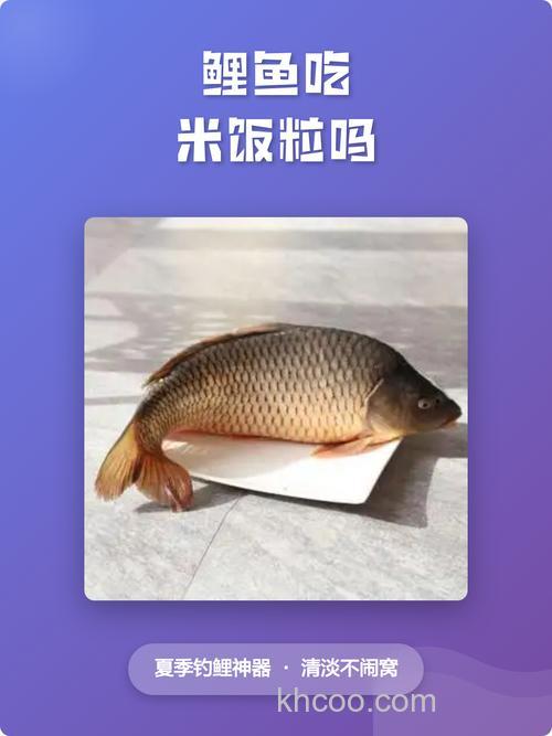 鲤鱼吃米吗？