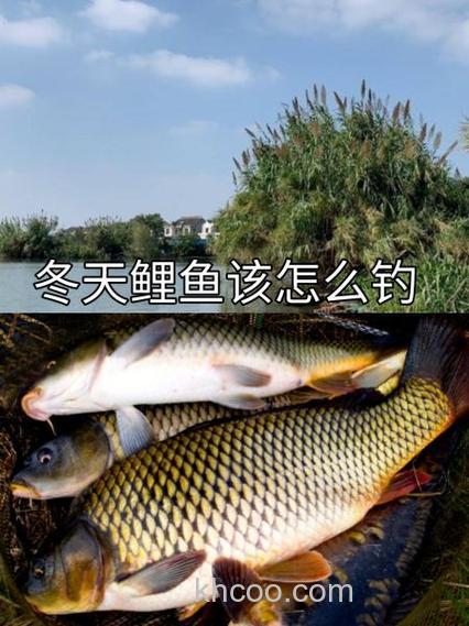 螺鲤2号和天元超诱搭配冬天钓鲤鱼怎么样？