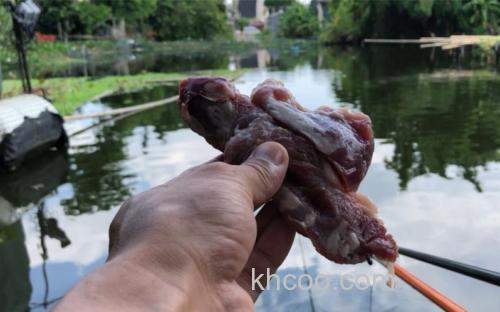 猪肉能钓哪些鱼？