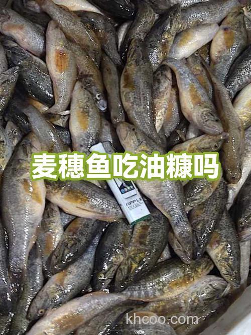 什么鱼喜欢吃油糠？