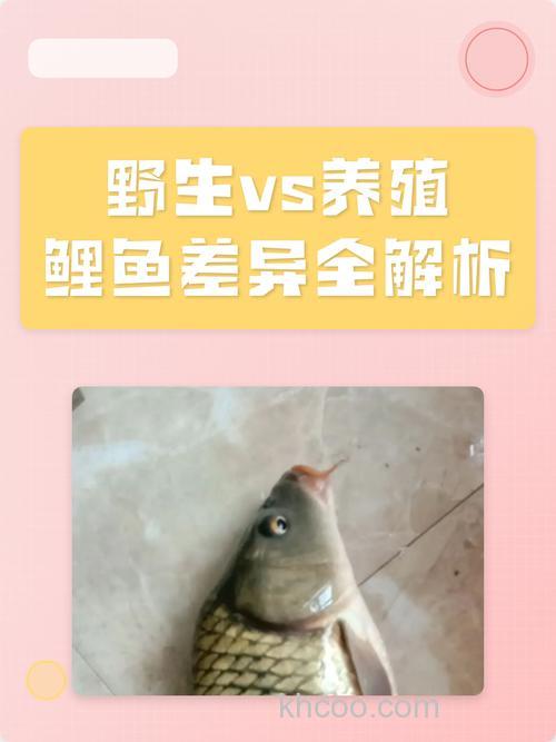 钓野生鲤鱼与养殖鱼的不同点和饵料选择
