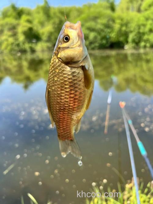 小河钓鲫鱼用什么钓饵？
