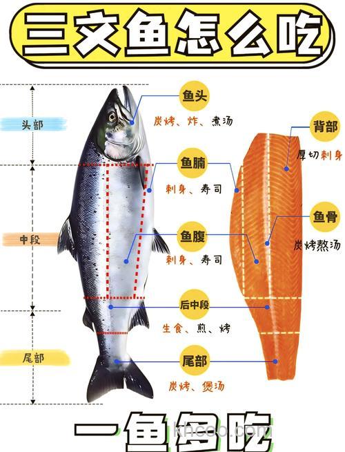 鱼身上大部分是白肉还是瘦肉？