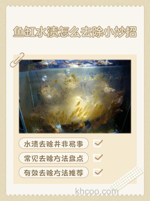 我家的鱼老是喂肉，鱼缸油腻了怎么办？