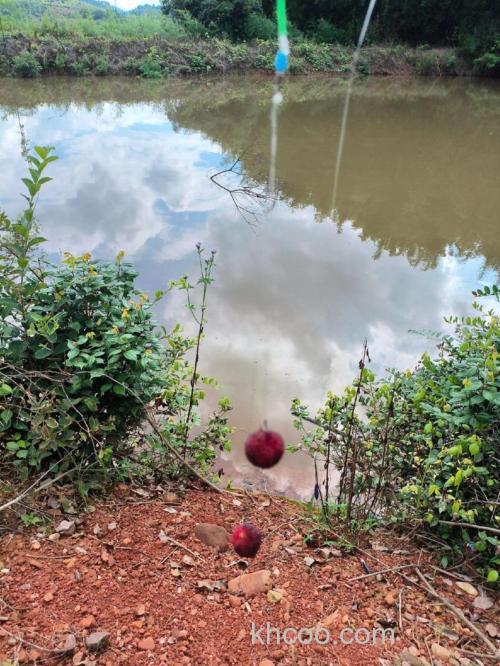 杨梅钓鱼的正确方法？