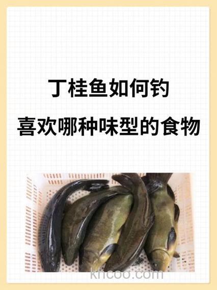 钓丁桂鱼技巧与饵料？