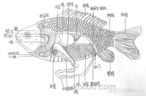 鲫鱼的生理特征