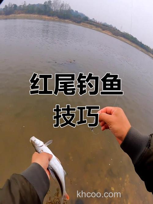 红尾鱼怎么钓？