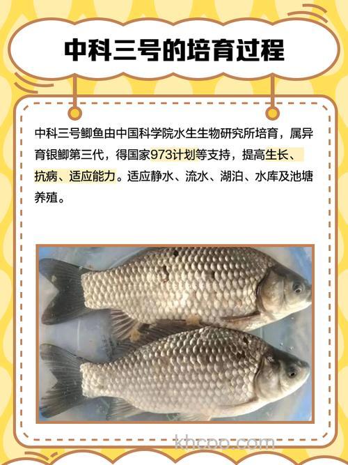 中科三号鲫鱼饵料味型？