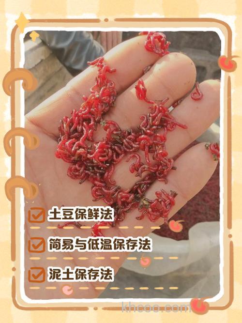 钓鱼饵料红虫怎样保存才不容易死？