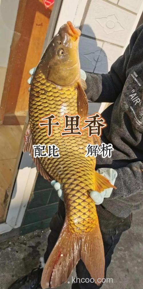 千里香钓鱼最佳配方？