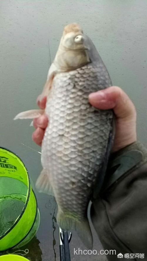 丁香酒浸枸杞子用于钓鱼，效果如何？