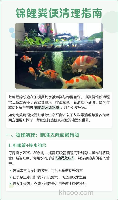 锦鲤池如何自动清理粪便