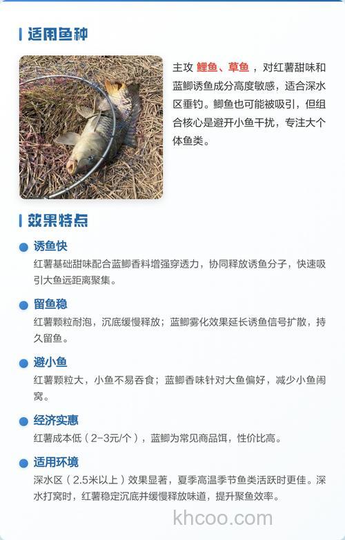 蓝鲫加红薯怎么钓鲤鱼？