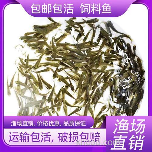 钓麦梢鱼用什么饵料好？