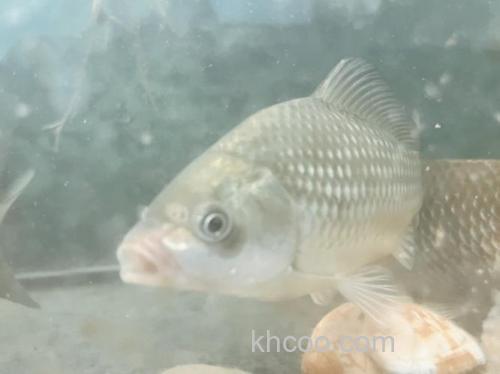 请教：小鲫鱼小麦穗刚钓上来的时候颜色发黑，从鱼缸里养了半个月颜色变灰了