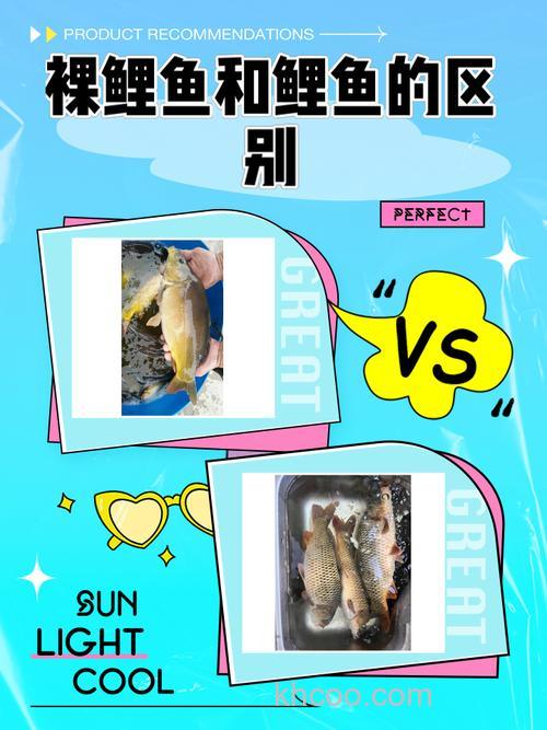 裸鲤和鲤鱼饵料有区别吗？