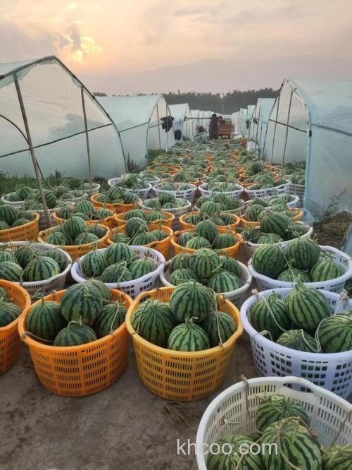 昆明哪些地方产瓜？