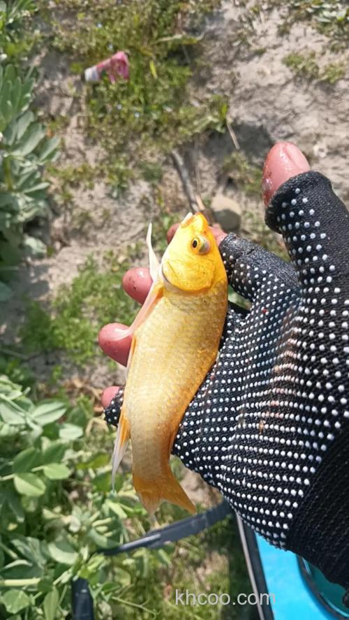 金色鲤鱼怎么钓