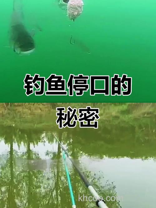 为什么鱼口会突然停下来？