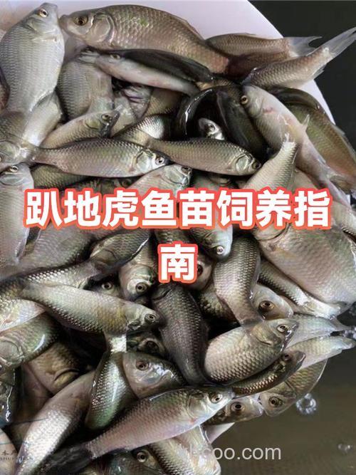 趴地虎鱼怎么养喂什么料?