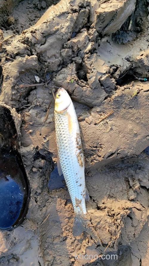 苞谷钓什么鱼？