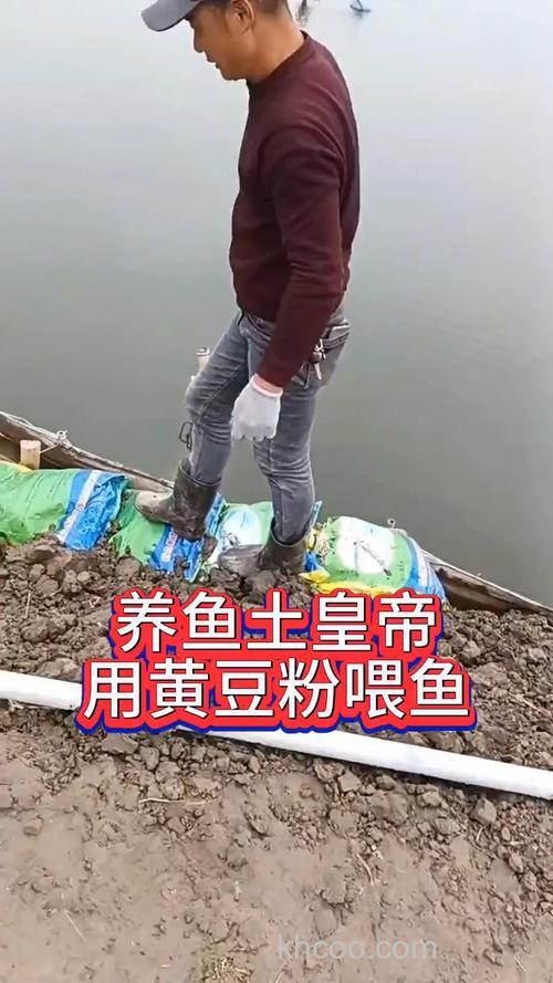 黄豆可以喂鱼吗？