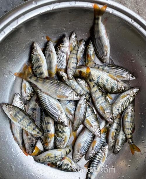 溪石斑不开口的原因有哪些？