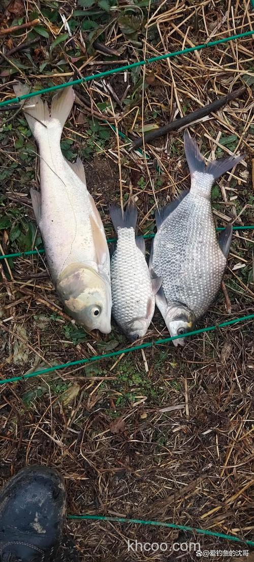 初冬雨后好钓鲫鱼吗