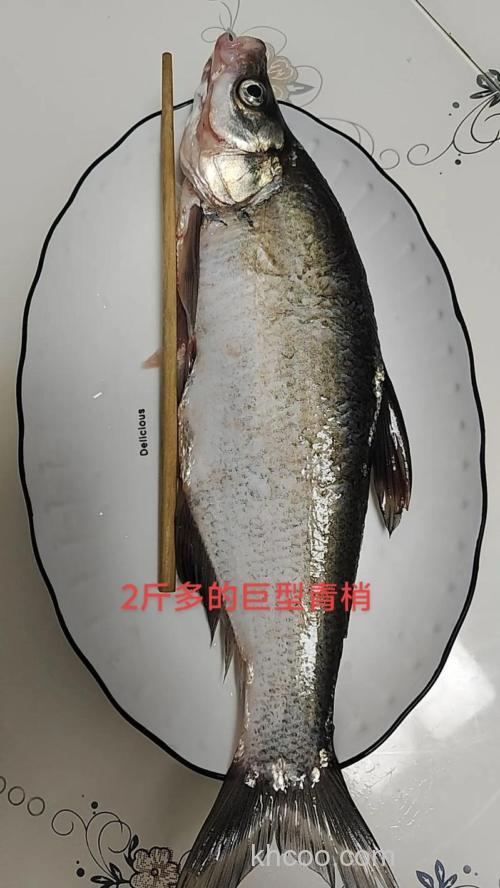 青稍能长多大？