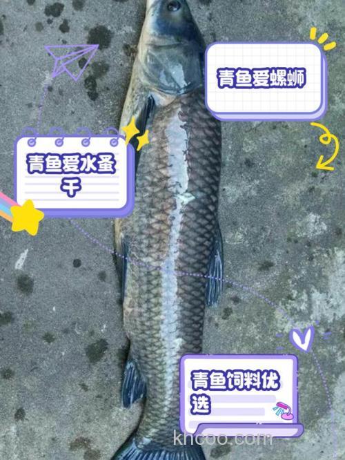 青鱼自然存活吃什么？