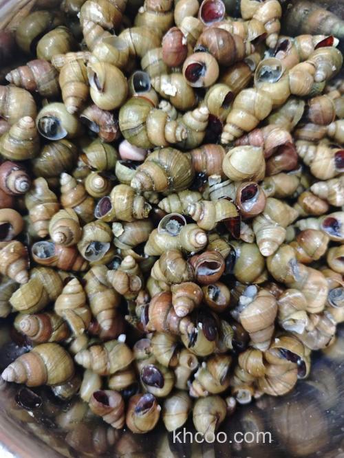 酒配螺丝可以钓鱼吗