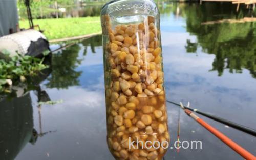 煮熟玉米泡白酒钓什么鱼最好？