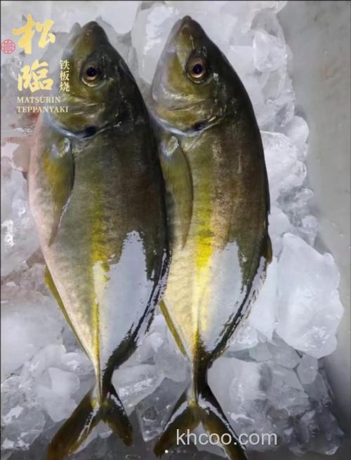 池鱼王一般多少斤？