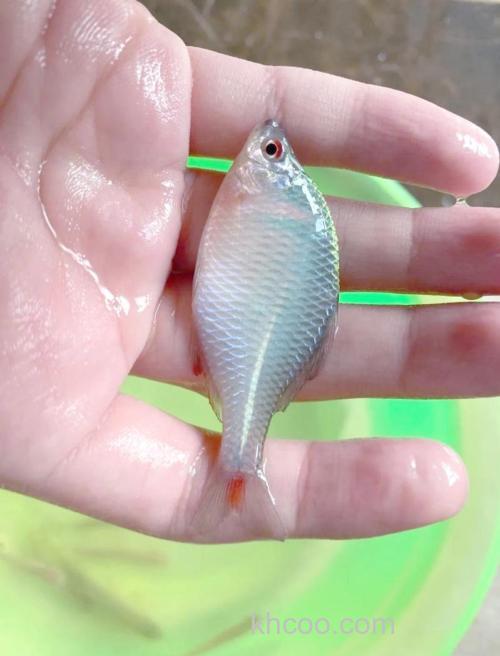 河里的鳑鲏鱼吃硬小米吗？