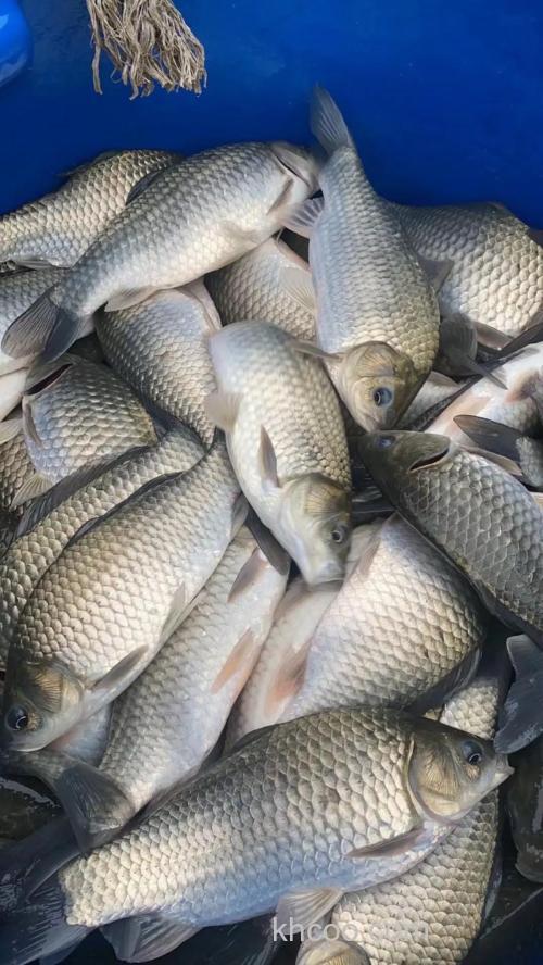 鲫鱼现在市场上6块一斤都很少有人买，为何不受待见了？