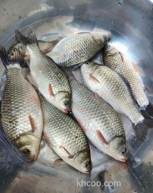 鲫壳鱼吃什么？