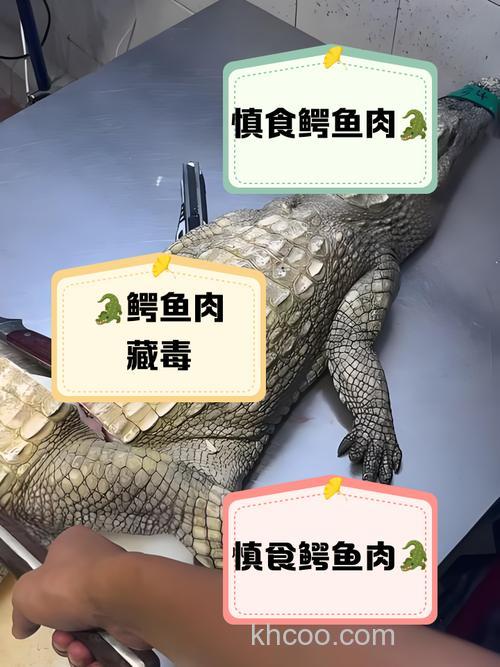 尖嘴鳄吃瘦肉吗？？？