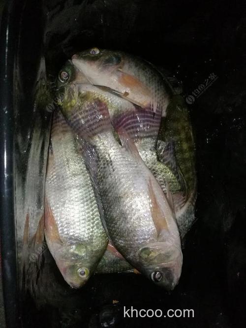 连续做钓六天钓罗非