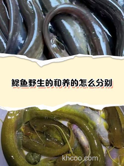 鲶鱼怎么养，鲶鱼可以和什么鱼混养