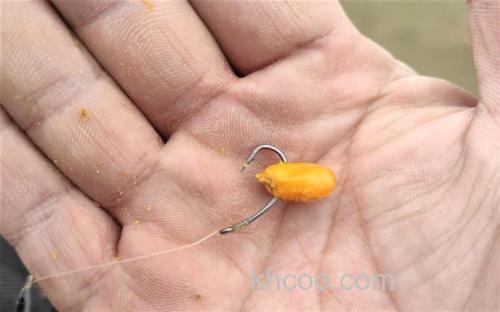 鲤鱼为什么会吃蚯蚓，我用玉米钓的挺好的？