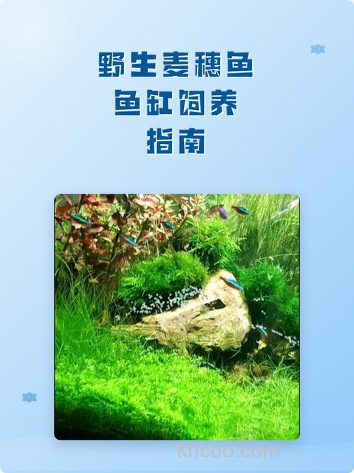 鱼缸养麦穗喂什么？