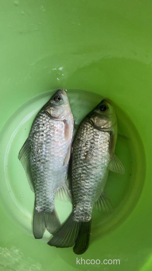 野外钓鲫鱼难钓？