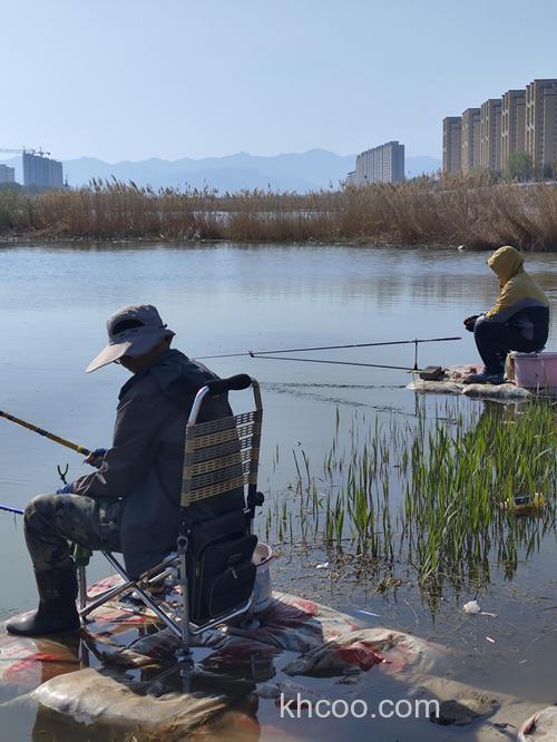 初冬季节洛阳伊河钓鱼，退水芦苇荡回水湾，正是钓鲫鱼的好地方