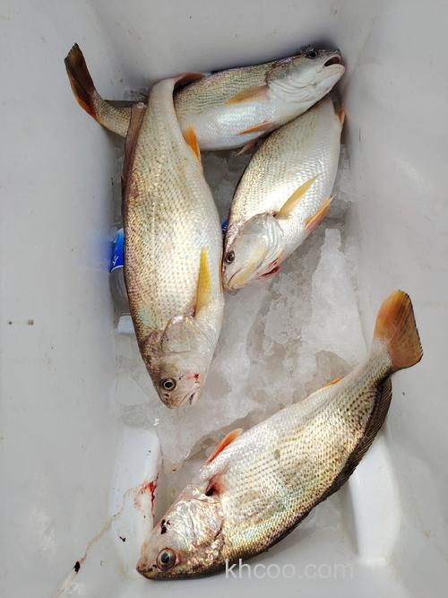 海藻一公斤适合钓什么鱼？