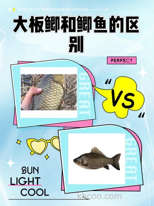 板鲫和鲫鱼的区别？