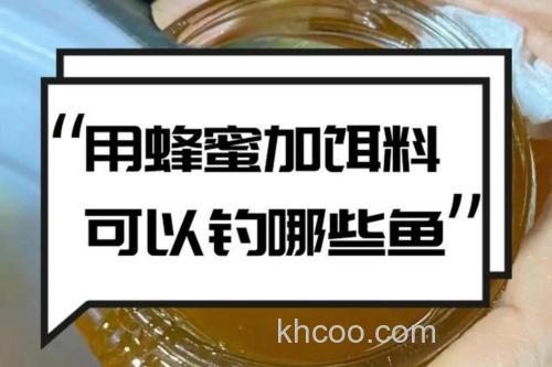 什么钓鱼饵料里可以加蜂蜜？