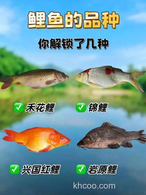 新手野钓鲤鱼需要特别注意三种情况